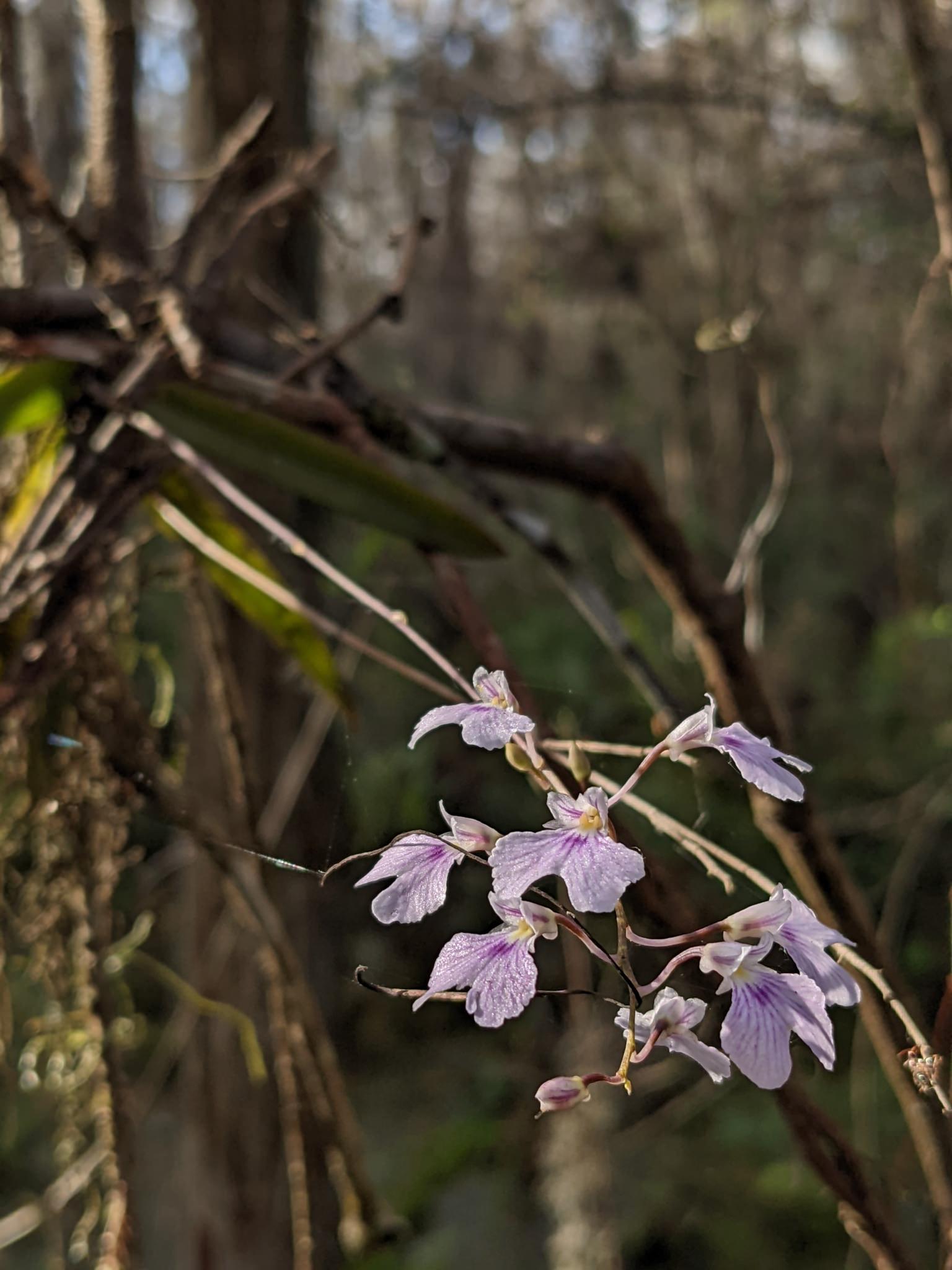 Ionopsis utricularioides